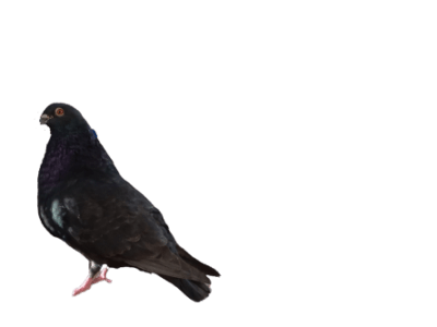 Pigeon