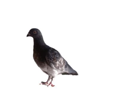 Pigeon