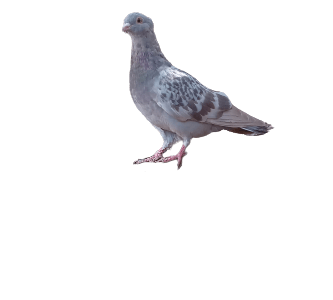 Pigeon