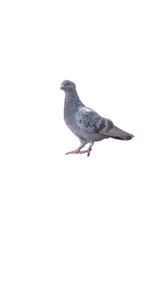 Pigeon