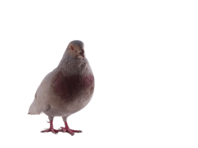 Pigeon