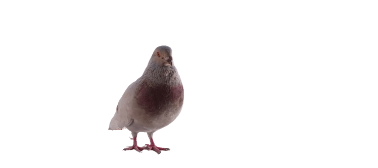 Pigeon