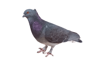 pigeon chipot abdlwoui