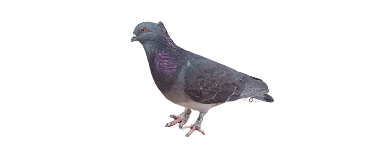 pigeon chipot abdlwoui